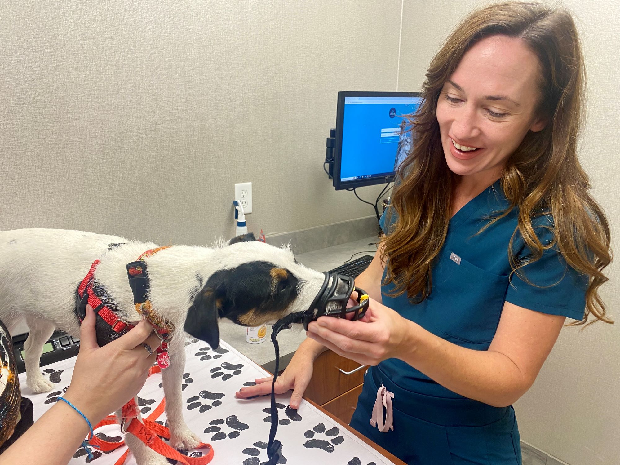 Dr. Isard provides pointers on starting muzzle training for Jack Russell Terrier Sheldon.